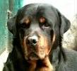 file photo - Rottweiler