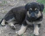 shepherd mix puppy - (Google images)