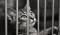 caged cat - from Google images