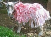 goat in dress - from Google images