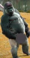 naked gorilla