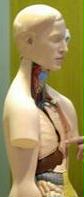 anatomical mannequin 